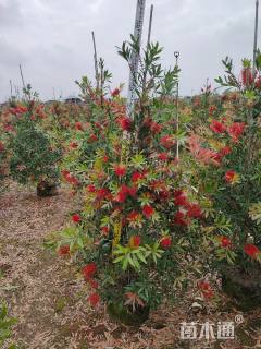 高度250厘米多花红千层