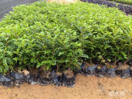 高度30厘米胡椒木