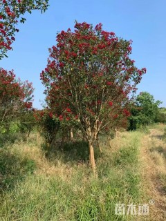 12公分红火箭紫薇