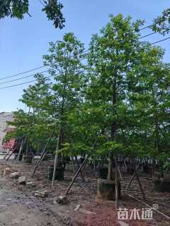 10公分尖叶杜英