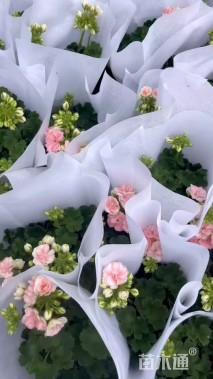 高度30厘米天竺葵