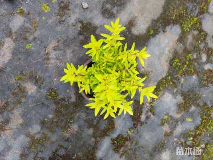 高度30厘米金叶满天星