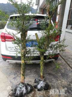 高度150厘米黄杨