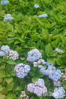 高度30厘米八仙花