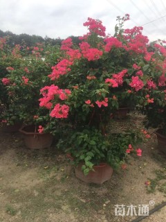 高度40厘米一品红