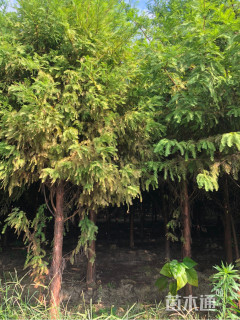 5公分北美落羽杉