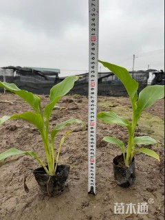 高度20厘米红花美人蕉