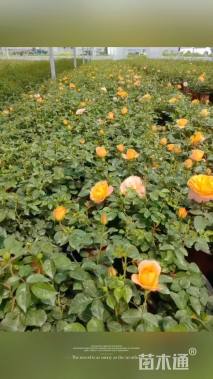 高度20厘米欧洲月季