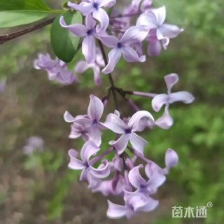 高度30厘米丁香小苗