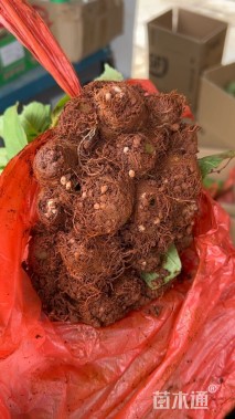 高度10厘米八仙花