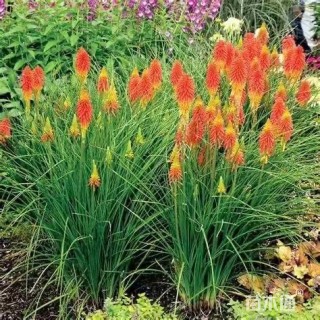 高度40厘米火炬花