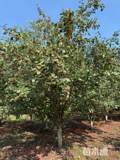 15公分八棱海棠