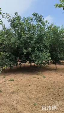 高度50厘米月季