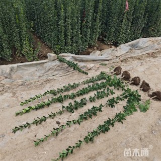 高度180厘米北海道黄杨