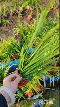 高度40厘米黄菖蒲