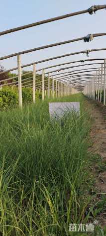 高度50厘米花叶芒