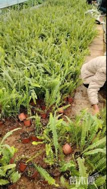 高度40厘米肾蕨