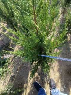 高度40厘米龙柏小苗