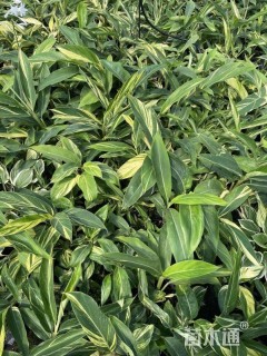 高度25厘米花叶良姜
