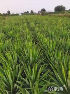 高度40厘米凤尾兰