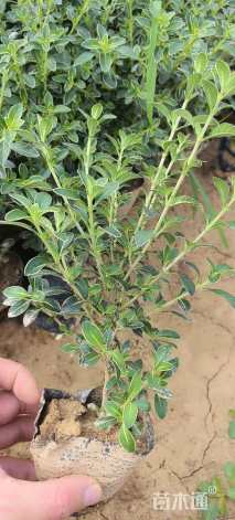 高度20厘米六月雪