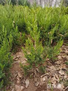 高度30厘米塔柏