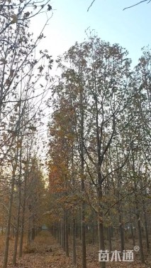 10公分北美枫香