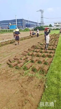 草卷状四季青草坪