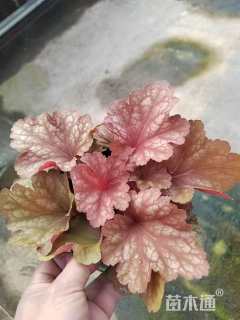 高度38厘米矾根