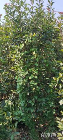 高度180厘米红叶石楠柱