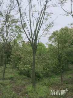 10公分栾树