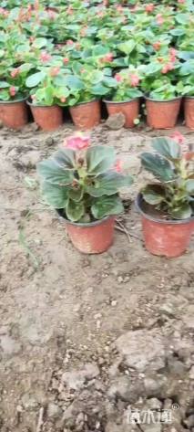 高度15厘米四季海棠