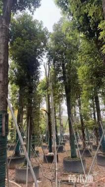 20公分金丝楠木