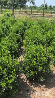 冠幅60厘米大叶黄杨球