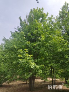 高度1000厘米丛生美国红枫