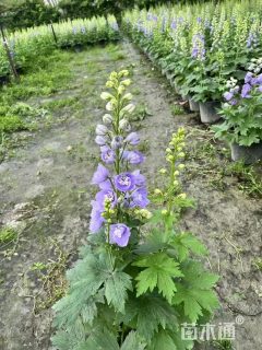 高度30厘米飞燕草