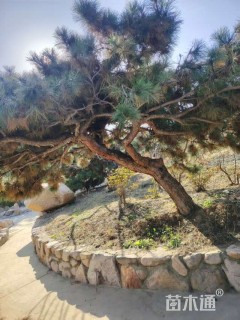 300公分造型黑松