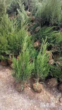 高度30厘米蜀桧