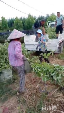 高度100厘米红瑞木