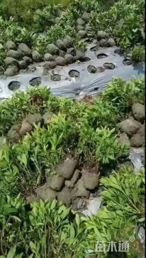 高度30厘米毛鹃