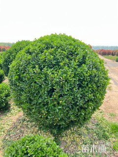 冠幅200厘米大叶黄杨球
