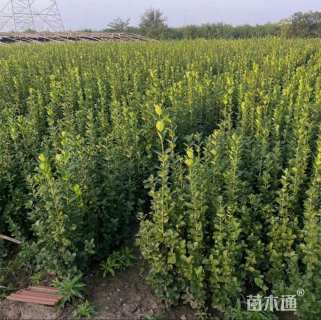高度100厘米北海道黄杨