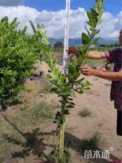 高度150厘米柠檬