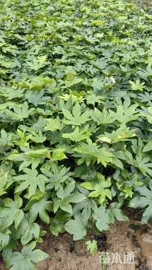 高度30厘米八角金盘