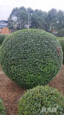 冠幅150厘米小叶女贞球
