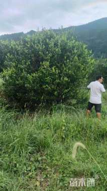 高度350厘米砂糖桔