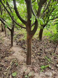 12公分木瓜海棠