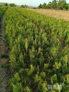 高度100厘米侧柏小苗