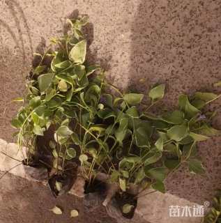 高度50厘米花叶蔓长春