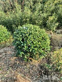 冠幅100厘米无刺枸骨球